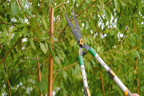 How Proper Lubbock Tree Care Can Save You Time And Money In Trimming Long-Term