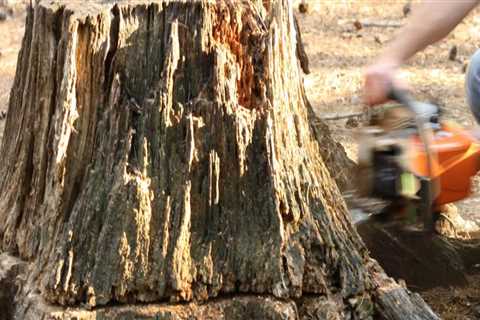 How to Get Rid of Roots After Stump Grinding