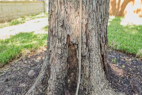 How Deep Should You Grind a Stump?