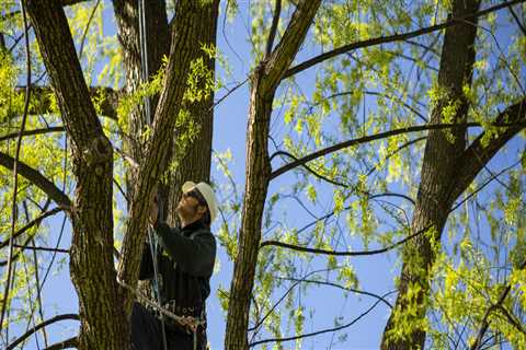 Is arboriculture a good career?