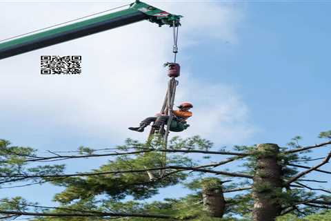 North Shore Tree Care Company Cicoria Tree and Crane Service Espouses the Benefits of a Certified..