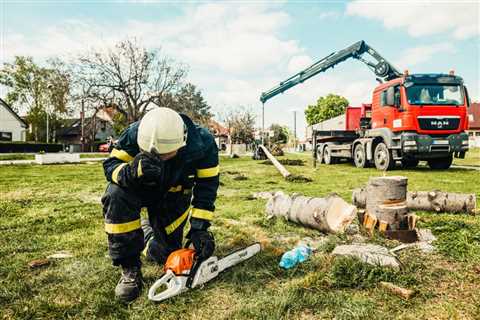 What to ask when hiring a tree removal service?