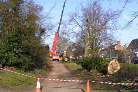 Usk Tree Surgeon Residential And Commercial Tree Trimming And Removal Services