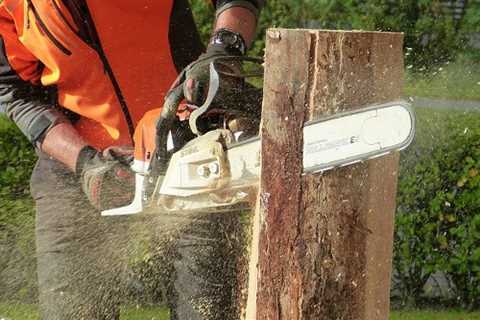 Tree Surgeon The Narth Tree Removal Felling & Dismantling Throughout The Narth