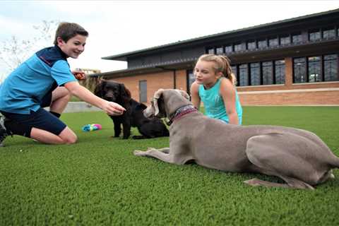 Artificial Turf For Your Lawn