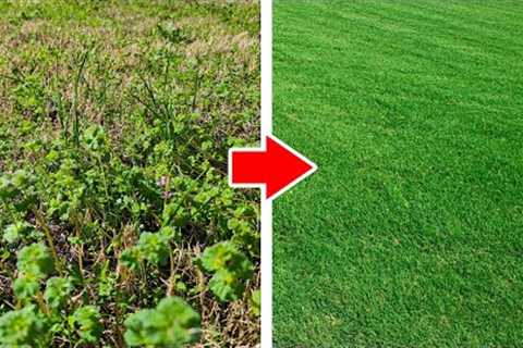 Step by Step UGLY Lawn Transformation