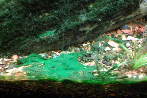 How to Remove Pink and Green Mold in Fish Tanks - Pink Mold
