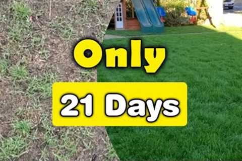 Fix Your Thin Lawn In ONLY 3-Weeks