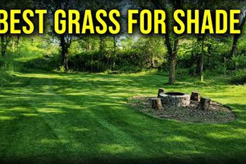 Best Grass Type And Seed For Lawns With SHADE