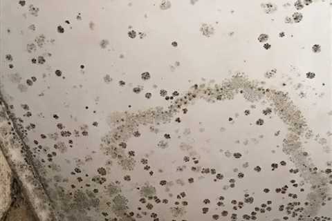 How to Get Rid of Mould and Mildew