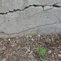 Are foundation repairs common in texas?