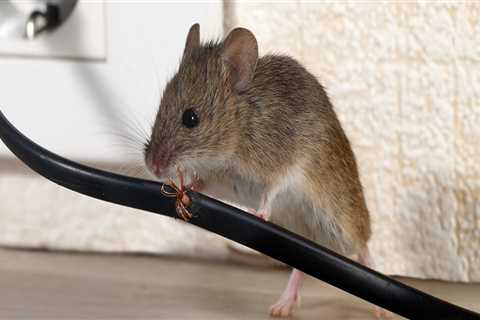 How much does it cost to have mice removal?