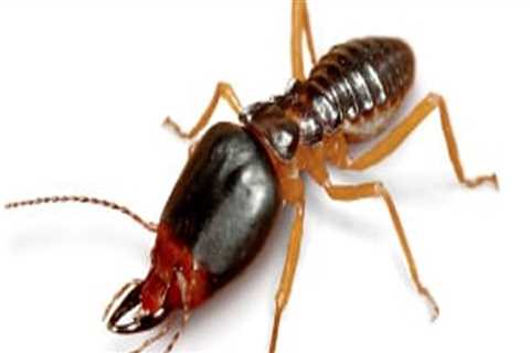 Eliminate Pests with Professional Pest Control Services in Fort Mill SC