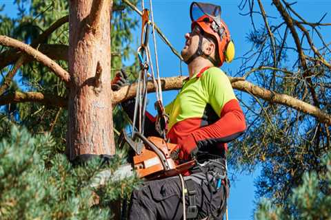 Is Being an Arborist Safe? An Expert's Perspective