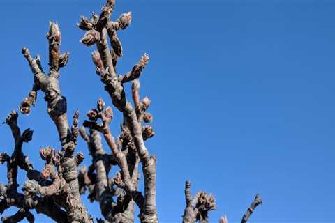 What is tree pruning?