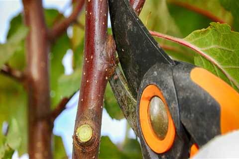 What does pruning a tree mean?