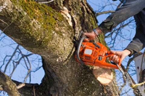 Tree Removal Service in Georgetown, KY | Lawn Worx