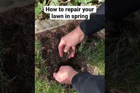 How to repair your lawn in Spring. #lawn #lawncare #lawntips #garden #gardening #gardeningtips