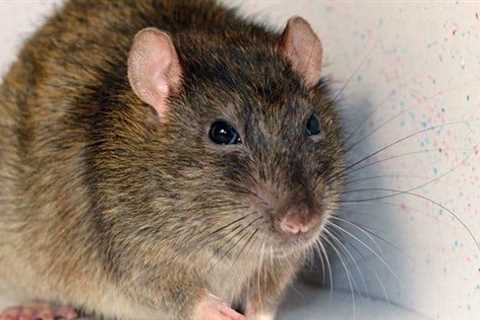 How Do I Know If My Tucson Home Needs Rodent Control?