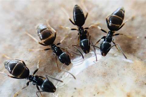 Ant Exterminator Beaverton: Keeping Your Oregon Home Free From Ants