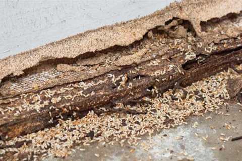 Termite Control Greenville DE: Safeguarding Your Property From Termite Damage