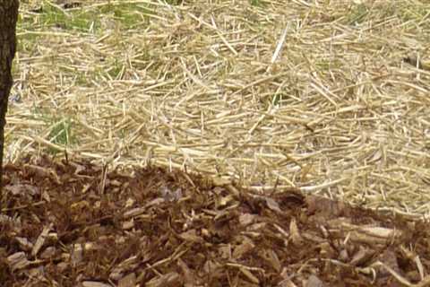Why cover grass seed with straw?