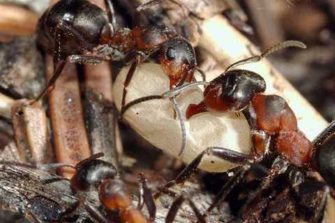 Ant Extermination Hammond LA: Effective Solutions For Ant Infestations In Hammond Louisiana