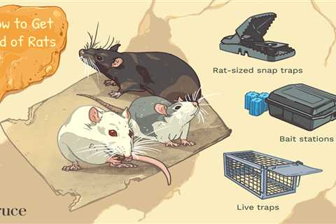 Dealing With A Live Rat Caught In A Trap: Safe And Humane Removal Tips