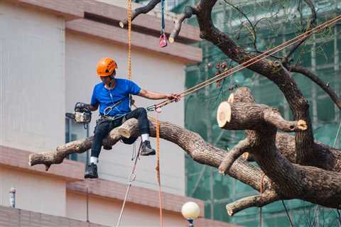 Is Tree Removal An Essential Service?