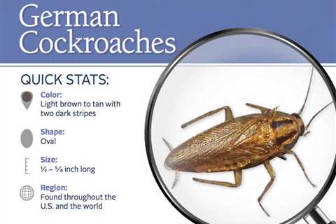 German Cockroach Control Home Remedy: Natural Solutions For Roach Infestations