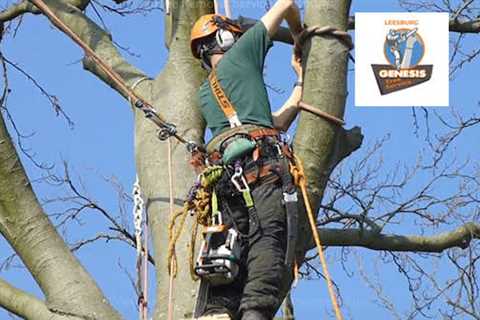 Genesis Tree Service Leesburg Offers High Quality Tree Care Services in Leesburg VA