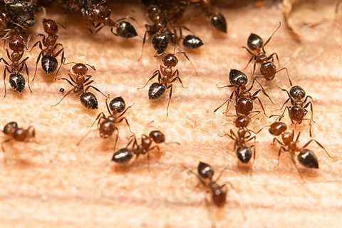 Ant Extermination Mobile AL: Managing Ant Infestations In Mobile Alabama