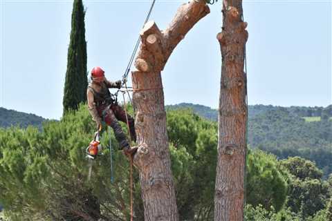 How Much Is Tree Removal Service?