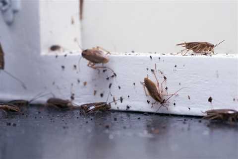 How Do I Get Rid Of Roaches In My House Permanently?