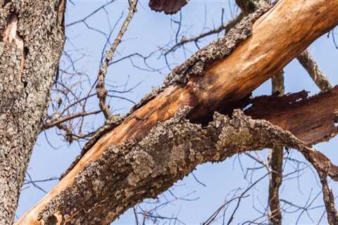 Can a tree recover from fungus?