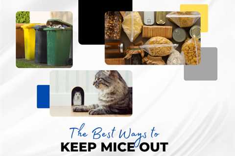 Acton Pest Control: The Best Ways to Keep Mice Out