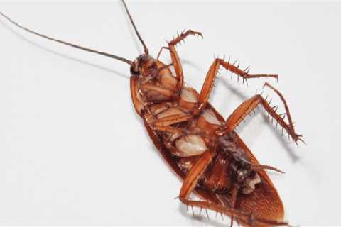 How long does it take pest control to get rid of roaches?