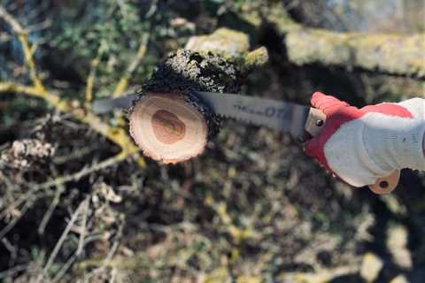 Correcting Common Tree Pruning Mistakes
