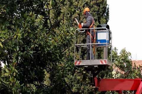 The Importance of Emergency Tree Removal Services in Fayetteville, Georgia