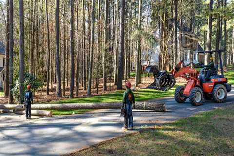 Maximizing Efficiency: The Role Of Lubbock Tree Removal In Forestry Mulching Projects