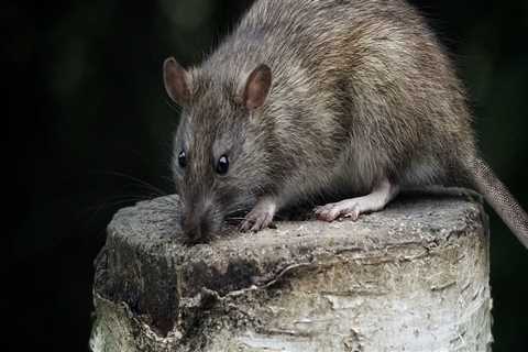 What is the best method to control rats why?