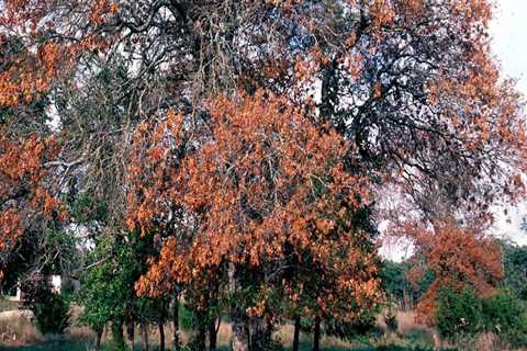 Is tree fungus contagious?