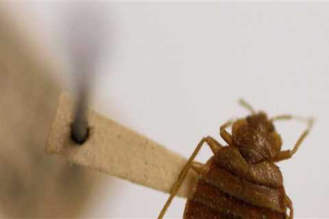Do bed bugs ever fully go away?