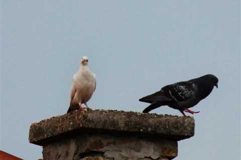 How Long for a Bird Stuck in Chimney to Die