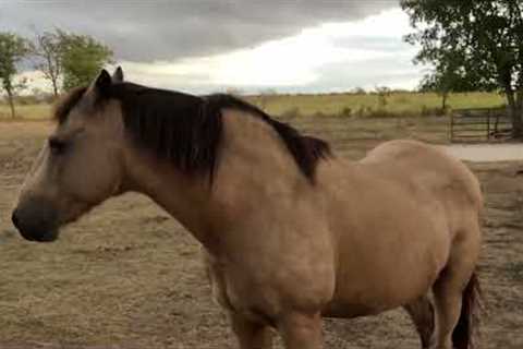 A Texas Rain Coming In - Muddy Horses & Cat Stalking A Bird