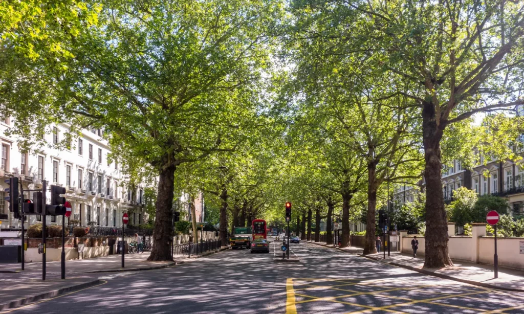 THE DANGERS OF NOT REMOVING DEAD BRANCHES FROM TREES