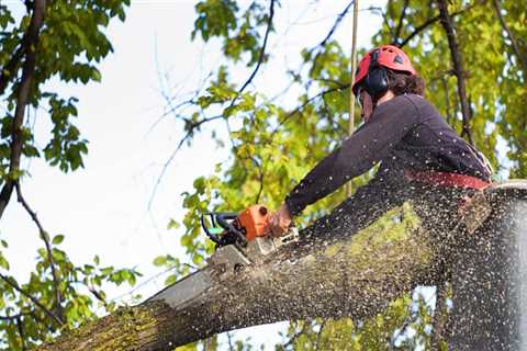 The Benefits of Hiring a Professional Tree Care Service in San Ramon