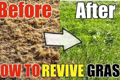 How To Revive Dead Grass Lawn DIY How to Go From Dry Grass to Beautiful Green Grass Step by Step