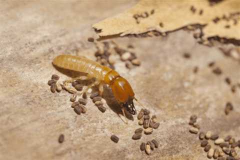 Termite Treatment Willowbrae Village  - Emergency Residential Pest Control