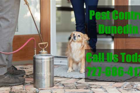Pest Control Dunedin  – Emergency Domestic Exterminators